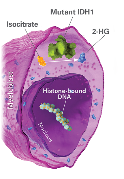 IDH1 diagram 1