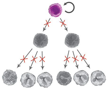 IDH1 diagram 2
