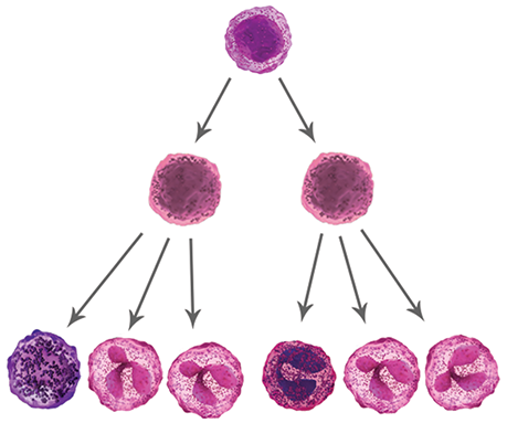 IDH1 diagram 2